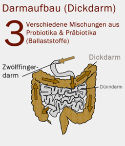 Darmsanierung Anleitung Für Zu Hause